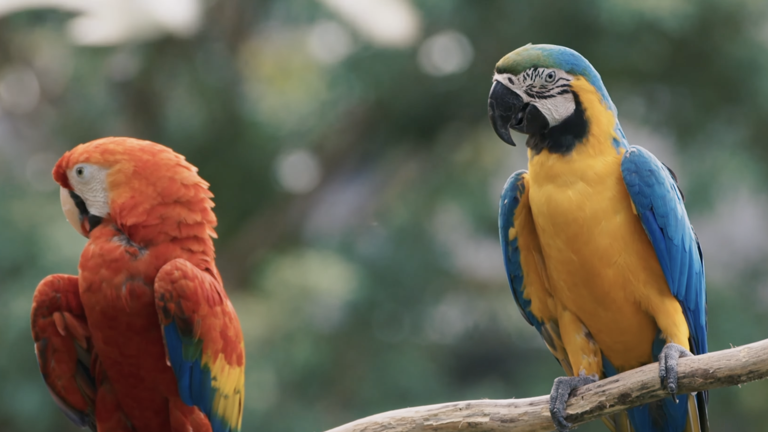 [INSTITUCIONAL] Rota do Pará Highway Concession